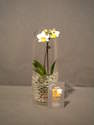 MINI ORCHIDEE PHALAENOPSIS EN VASE