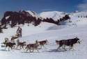 seminaires, groupes, sur le chien de traineau husky siberien - activite, evenement, animation,aliment chien chat - aux 4 pattes 38 - elevage de chiens husky - aliment et materiel canin