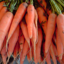 Carottes bio (1kg)