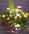 Fleurs D�c�s - Coupes - S�pulture - ISABELLE FLEURS