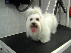Le d�m�lage - Les Coupes - PASSION CANINE