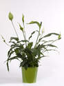 PLANTE DE SPATHIPHYLLUM