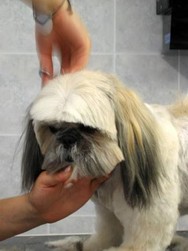 Le fonctionnement de l'�cole de toilettage - SALON - PASSION CANINE