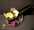 Carr� Fleurs : fleuriste � Grenoble - Cadeaux, d�coration - Escapade en Ville : les bonnes adresses de commerces pr�s de chez vous