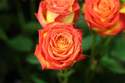 Des roses plein la vue - Une professionnelle des fleurs et des plantes - ISABELLE FLEURS