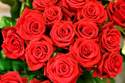 Des roses plein la vue - Une professionnelle des fleurs et des plantes - ISABELLE FLEURS