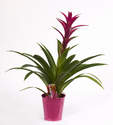 PLANTE DE BROMELIA