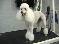 Le toilettage Mouton tondeuse / Saint tropez - Les Coupes - PASSION CANINE