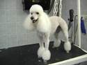 Le toilettage Mouton tondeuse / Saint tropez