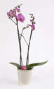 PLANTE D'ORCHIDEE PHALAENOPSIS