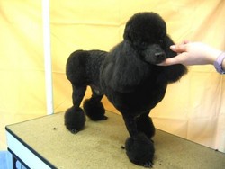 Les coupes personnalis�es - Les Coupes - PASSION CANINE
