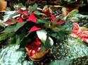 Fleurs Noel - Plantes garnies - Evenements - f�tes - ISABELLE FLEURS