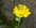 Une Doronic � grande fleur. ( Photo: O. FAVRE )