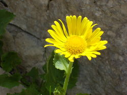 Une Doronic � grande fleur. ( Photo: O. FAVRE )