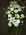 couronne fleurs deuil