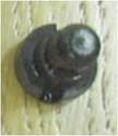 Valve d'�mulsion machine caf� expresso Nina Saeco - Pi�ces d�tach�es et accessoires Saeco - MENA ISERE SERVICE
