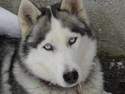 lice reproductrice chien husky de siberie - elevage chien husky siberien des loups de la toundra aliment - aux 4 pattes 38 - elevage de chiens husky - aliment et materiel canin
