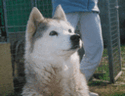 standart du chien husky de siberie - elevage chien husky siberien des loups de la toundra aliment - aux 4 pattes 38 - elevage de chiens husky - aliment et materiel canin
