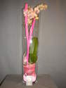 Plante d'orchid�e phalaenopsis en vase verre haut