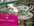 Vaisselle anglaise : services d�jeuner, th� et caf� Royal Al - Boutique cadeaux : la vaisselle - BURDET SALON DE THE