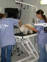 Ecole de toilettage : le programme - L'Ecole de Toilettage - PASSION CANINE