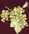 Raisin vert