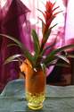 Plantes vertes, cactus et d�corations - Bouquets ronds - Compositions - Plantes vertes et  - ISABELLE FLEURS