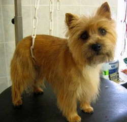 LE CAIRN TERRIER - Les Coupes - PASSION CANINE