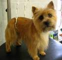 LE CAIRN TERRIER