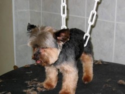 Ecole de toilettage : co�t de formation - SALON - PASSION CANINE