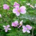 huile essentielle bois de rose bio