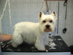 Le Westie / Le Scottish - Les Coupes - PASSION CANINE