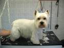 Le Westie / Le Scottish