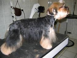 Le toilettage  New-Look et La parisi�nne - Les Coupes - PASSION CANINE