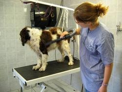 LE PERSONNEL - Le Salon - PASSION CANINE