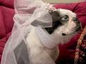 Vive la mari�e ! collier de chien strass� blanc