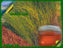 ROOIBOS BIO - nature et aromatis�