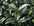 feuille th� vert.jpg