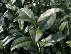 feuille th� vert.jpg