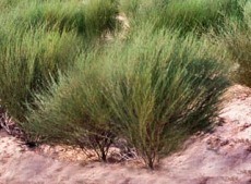 rooibos 2.jpg