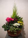 Grande coupe de 6 � 7 plantes vertes et fleuries