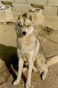 reproducteur, etalon chien husky de siberie - elevage chien husky siberien des loups de la toundra aliment - aux 4 pattes 38 - elevage de chiens husky - aliment et materiel canin