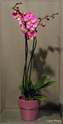 Plante fleurie-Orchid�e rose