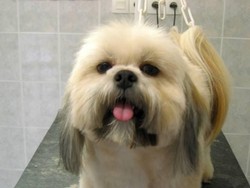 Notre travail au salon de toilettage - Les Coupes - PASSION CANINE
