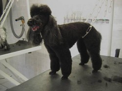 Le  toilettage pantalon et  bol�ro - Les Coupes - PASSION CANINE