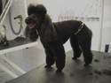 Le  toilettage pantalon et  bol�ro