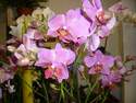 Orchid�es - Bouquets ronds - Compositions - Plantes vertes et  - ISABELLE FLEURS