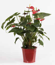 PLANTE D'ANTHURIUM - PLANTES - CARRE FLEURS