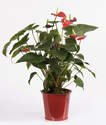 PLANTE D'ANTHURIUM