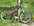 Commen�al Mini DH